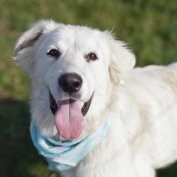 Shelter Stray Male Dog last seen Near BLOCK AARON PL, 4710 TX-151, San Antonio, TX 78227, USA