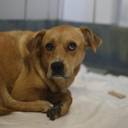 Shelter Stray Female Dog last seen Near BLOCK ERLINE AVE, 4710 TX-151, San Antonio, TX 78227, USA