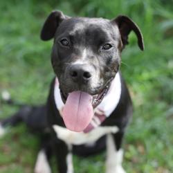 Shelter Stray Male Dog last seen Near BLOCK BUENA VISTA, 4710 TX-151, San Antonio, TX 78227, USA