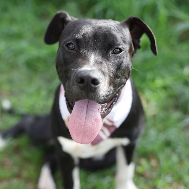 Shelter Stray Male Dog last seen Near BLOCK BUENA VISTA, 4710 TX-151, San Antonio, TX 78227, USA