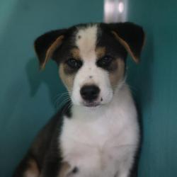 Shelter Stray Male Dog last seen Near BLOCK HONEY JAY, 4710 TX-151, San Antonio, TX 78227, USA