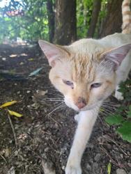 Shelter Stray Female Cat last seen NACOGDOCHES, 4710 TX-151, San Antonio, TX 78227, USA