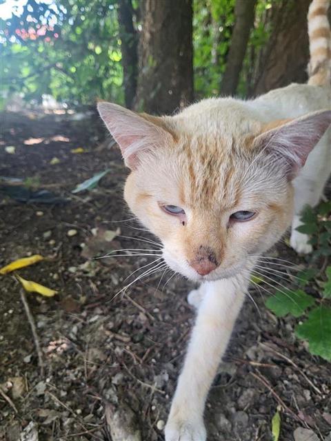 Shelter Stray Female Cat last seen NACOGDOCHES, 4710 TX-151, San Antonio, TX 78227, USA