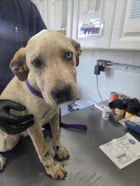 Shelter Stray Female Dog last seen CHRISTY, 333 Chandler Pl, San Bernardino, CA 92408, USA