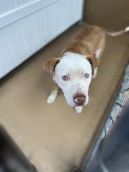 Shelter Stray Male Dog last seen BAY BLVD & MARINA PKWY, 130 Beyer Way, Chula Vista, CA 91911, USA