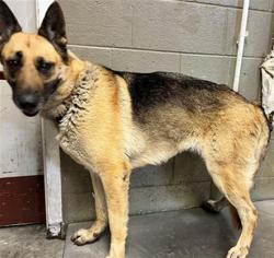 Shelter Stray Female Dog last seen , 11258 Garfield Ave, Downey, CA 90242, USA