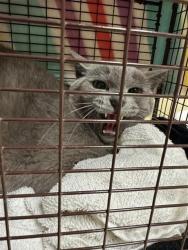 Shelter Stray Male Cat last seen 15TH AVE & 23RD ST, 2127 Front St, Sacramento, CA 95818, USA