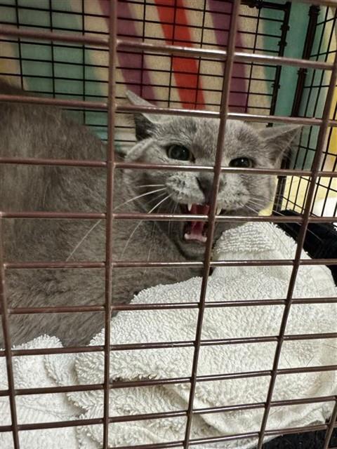 Shelter Stray Male Cat last seen 15TH AVE & 23RD ST, 2127 Front St, Sacramento, CA 95818, USA