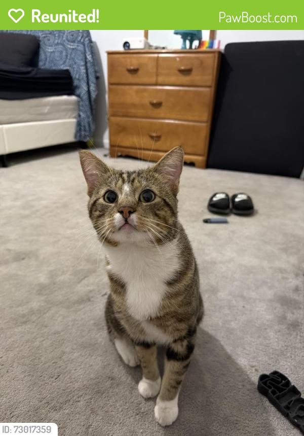 Reunited Male Cat last seen Near & 84 Ave, Surrey, BC V3S 2M6