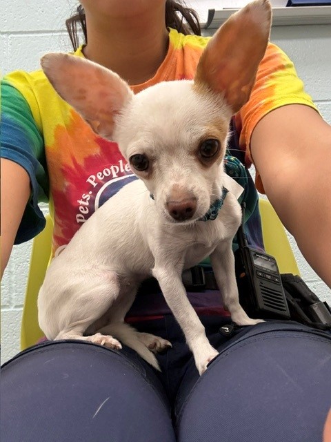 Shelter Stray Female Dog last seen Near BLOCK BIRCH ST, 12155 Park Blvd, Brighton, CO 80601, USA