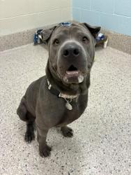 Shelter Stray Female Dog last seen 104TH AND PEORIA, 12155 Park Blvd, Brighton, CO 80601, USA