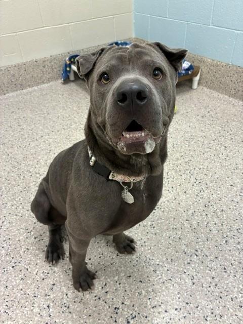 Shelter Stray Female Dog last seen 104TH AND PEORIA, 12155 Park Blvd, Brighton, CO 80601, USA