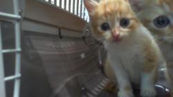 Shelter Stray Female Cat last seen CHARLOTTE, 8315 Byrum Dr, Charlotte, NC 28217, USA