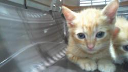 Shelter Stray Male Cat last seen CHARLOTTE, 8315 Byrum Dr, Charlotte, NC 28217, USA