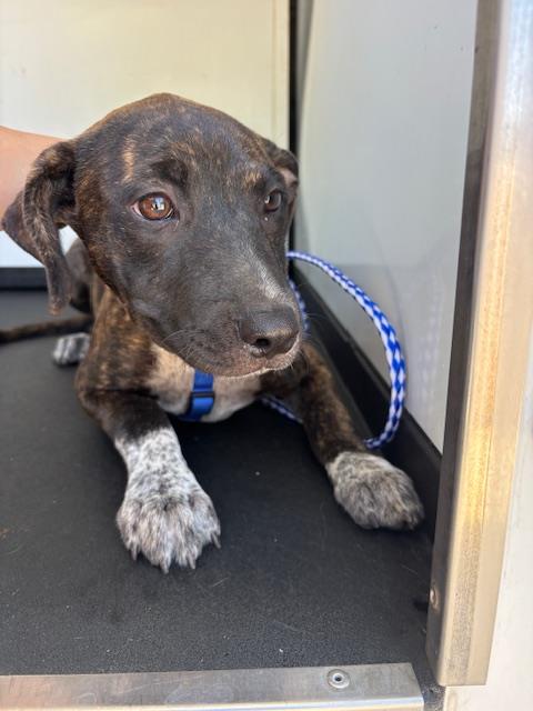 Shelter Stray Female Dog last seen Near BLK NILES, BAKERSFIELD, CA, 201 S Mt Vernon Ave, Bakersfield, CA 93307, USA