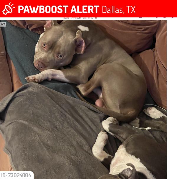 Lost Male Dog last seen 6th street and Lancaster , Dallas, TX 75203