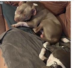 Lost Male Dog last seen 6th street and Lancaster , Dallas, TX 75203