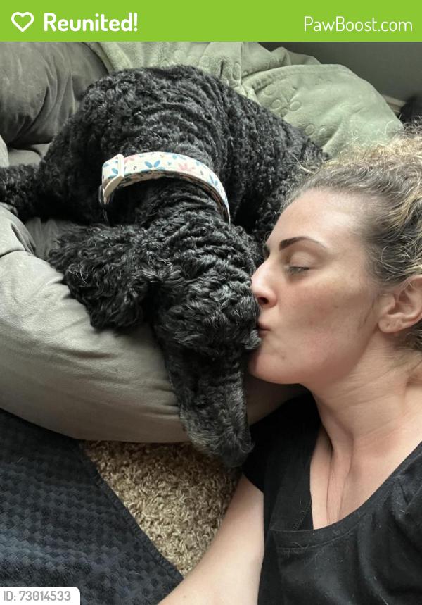 Reunited Female Dog last seen Lester Davis & New Town, Waxhaw, NC 28173