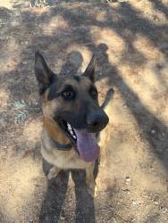 Reunited Male Dog last seen Ramona, CA 92065, USA, Ramona, CA 92065