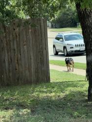 Found/Stray Unknown Dog last seen Willow Springs @ Park Springs Arlington 76017, Arlington, TX 76017