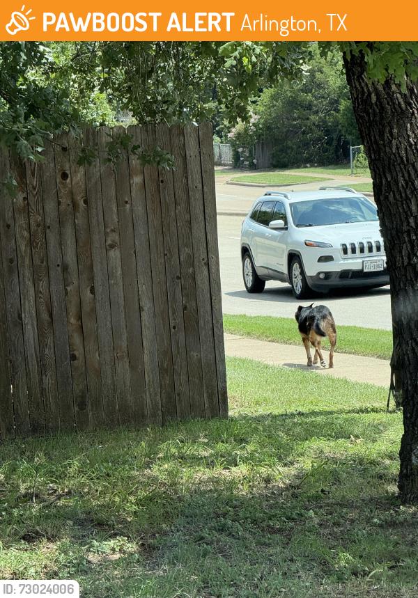 Found/Stray Unknown Dog last seen Willow Springs @ Park Springs Arlington 76017, Arlington, TX 76017