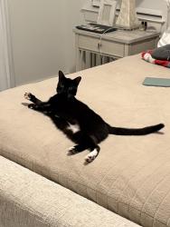 Lost Female Cat last seen Cinquez dog park, Jupiter, FL 33458