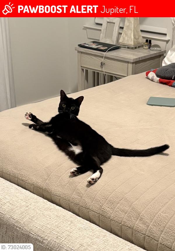 Lost Female Cat last seen Cinquez dog park, Jupiter, FL 33458