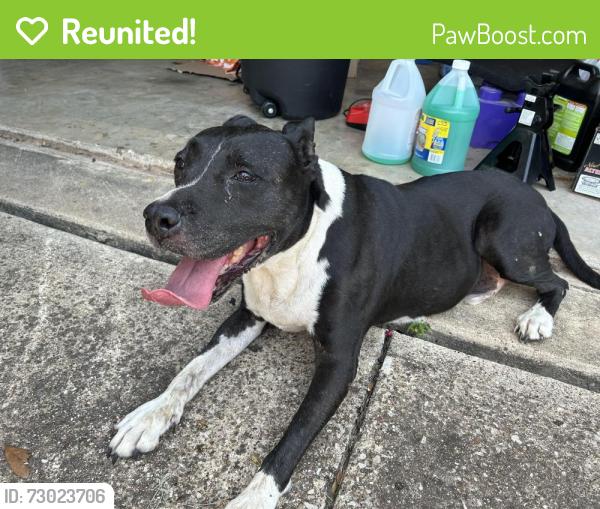 Reunited Male Dog last seen Morningside Dr & Prairie Ln, Grand Prairie, TX 75052
