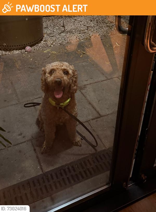 Found/Stray Unknown Dog last seen Soutwark park, Greater London, England SE16