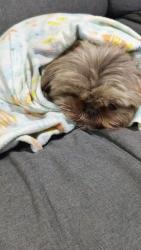 Lost Female Dog last seen Le banana , Toronto, ON M6J 2Z8