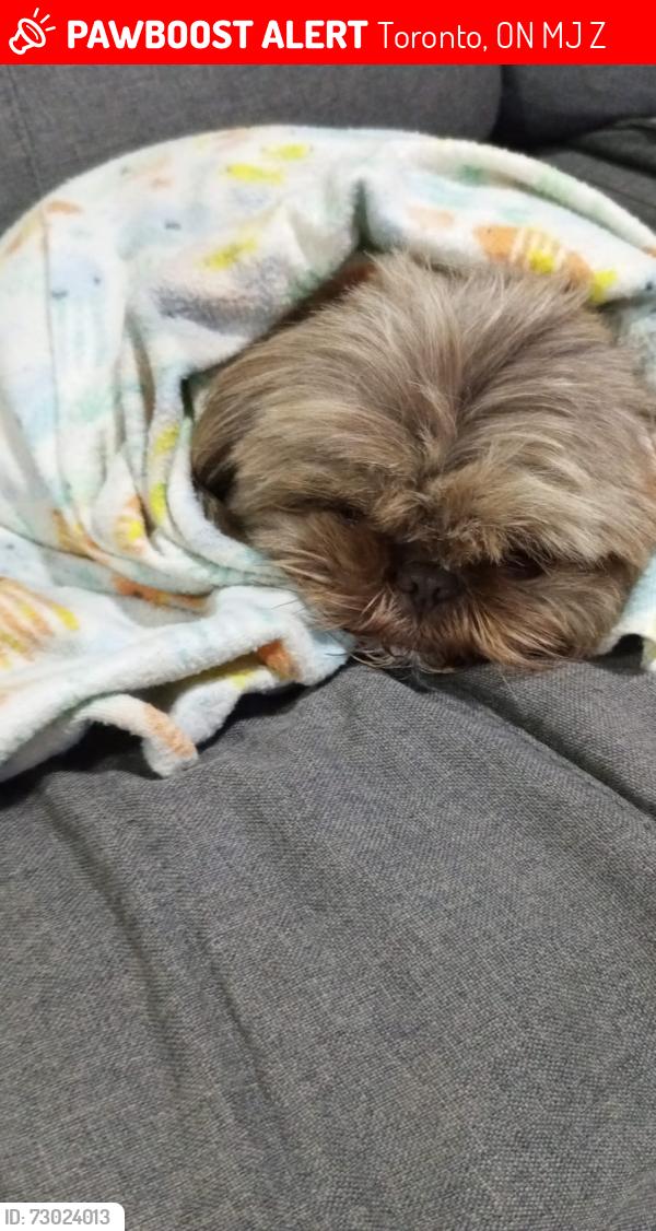 Lost Female Dog last seen Le banana , Toronto, ON M6J 2Z8