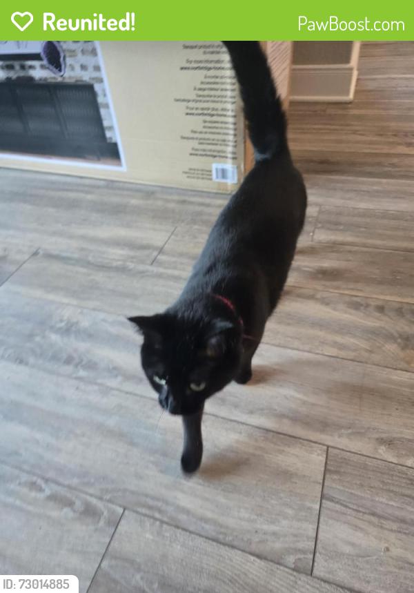 Reunited Female Cat last seen Almond Creek.  Navarro Oaks , Seguin, TX 78155