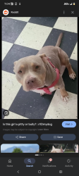 Lost Female Dog last seen Idk, Nashville, TN 37206