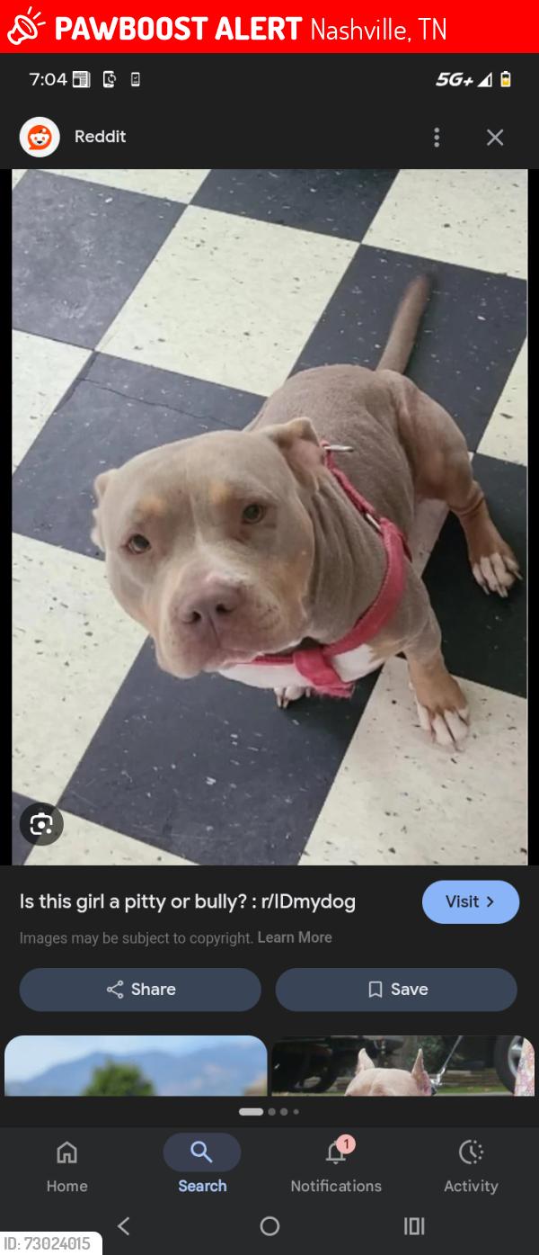 Lost Female Dog last seen Idk, Nashville, TN 37206