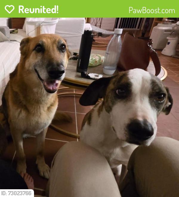 Reunited Female Dog last seen Near Bolsa Chica St, Huntington Beach, CA 92649, USA, Huntington Beach, CA 92649