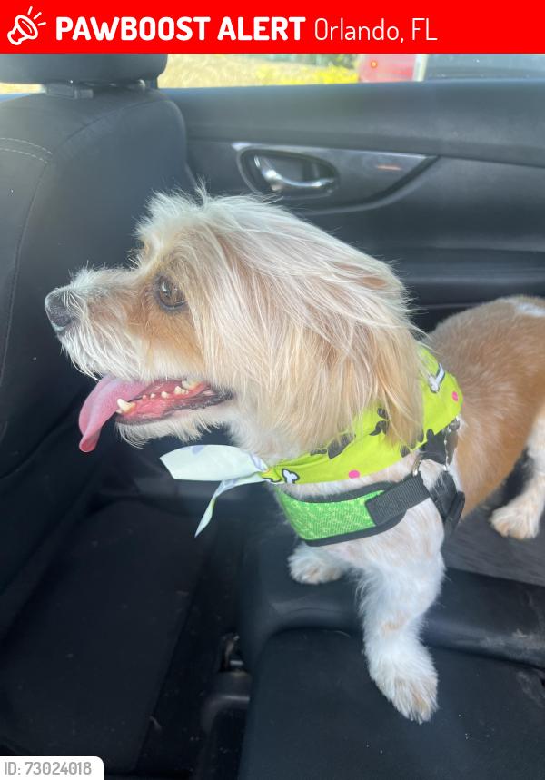 Lost Male Dog last seen Boggy Creek Road, Orlando, FL 32827