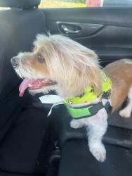 Lost Male Dog last seen Boggy Creek Road, Orlando, FL 32827