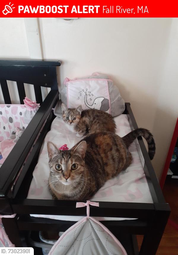 Lost Female Cat last seen Wooded area of Walmart parking lot, Fall River, MA 02721