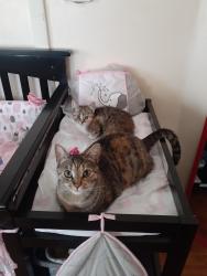 Lost Female Cat last seen Wooded area of Walmart parking lot, Fall River, MA 02721