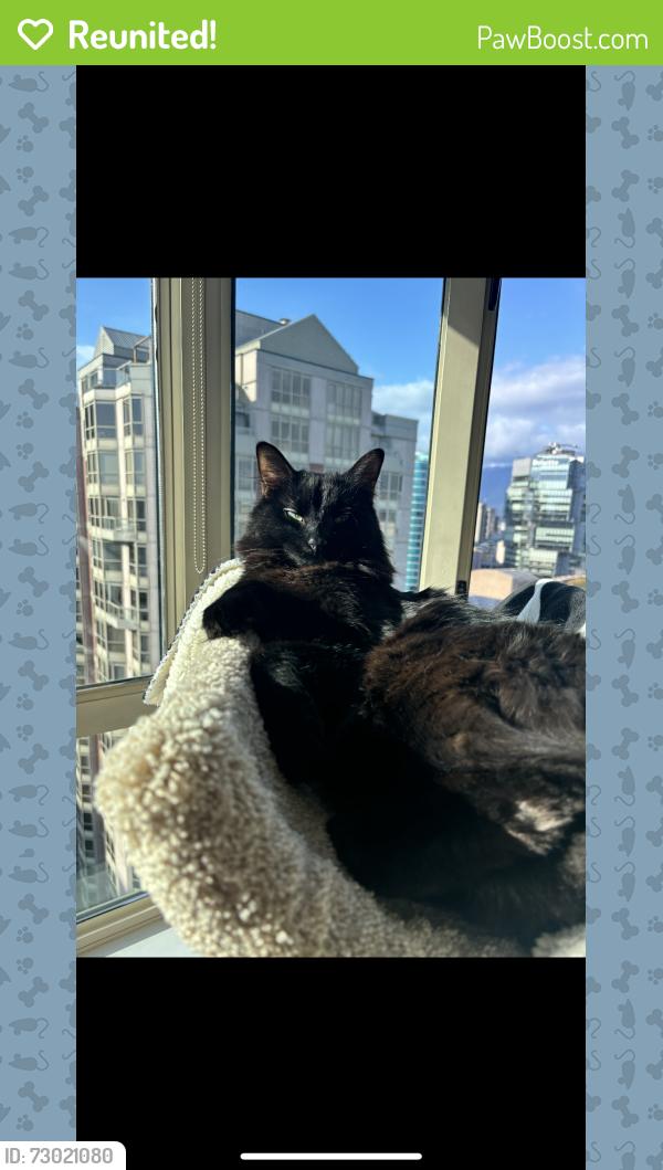 Reunited Male Cat last seen Haro and bute , Vancouver, BC V6E 1E5