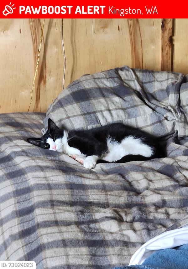 Lost Male Cat last seen Near barber cutoff rd, Kingston, WA 98346