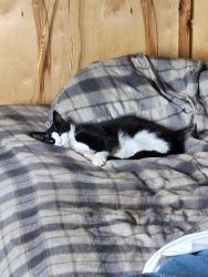 Lost Male Cat last seen Near barber cutoff rd, Kingston, WA 98346