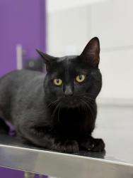 Lost Male Cat last seen Rua São Francisco do Piauí, São Paulo, SP 08215-400