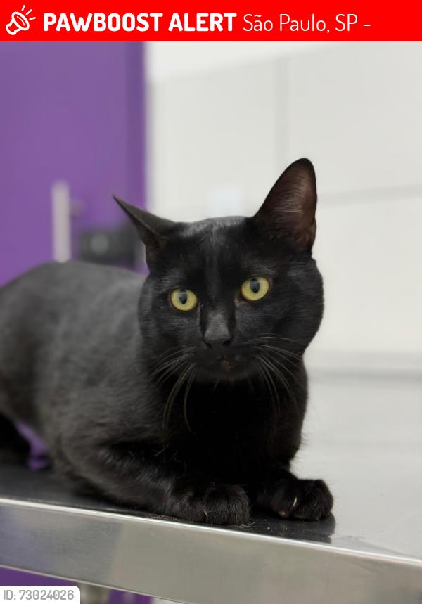 Lost Male Cat last seen Rua São Francisco do Piauí, São Paulo, SP 08215-400