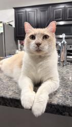 Lost Female Cat last seen Near marion rd and avion dr, Sanger, TX 76266