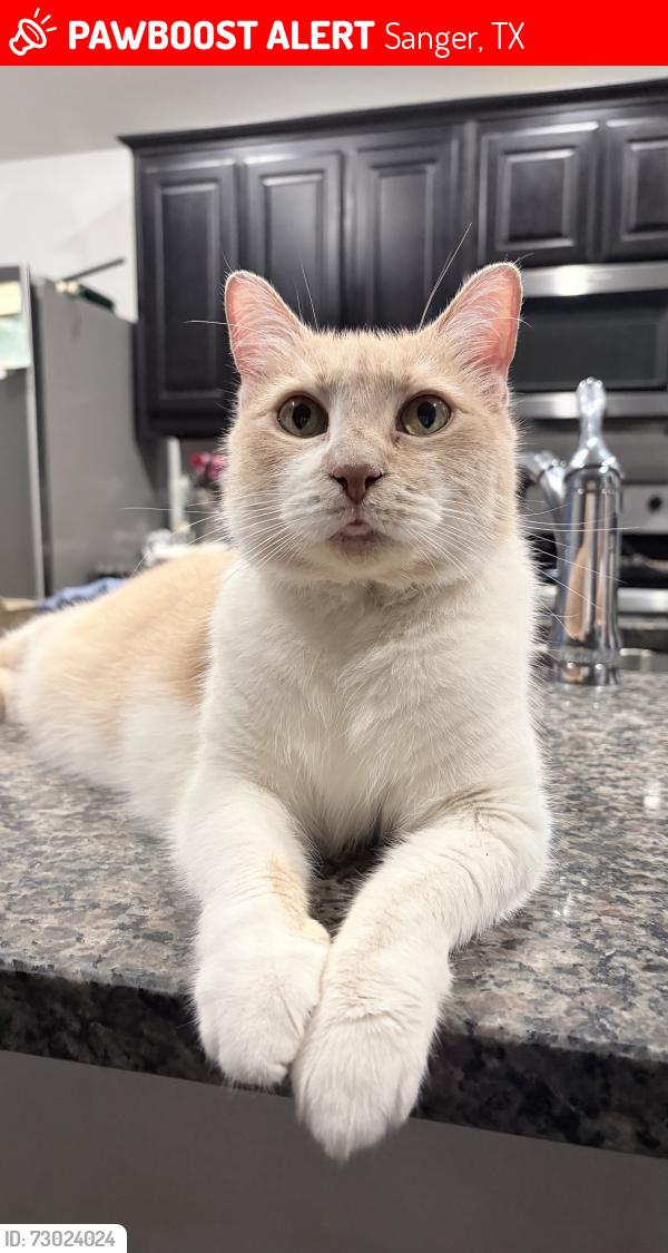 Lost Female Cat last seen Near marion rd and avion dr, Sanger, TX 76266