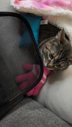 Lost Female Cat last seen Hinsdale, Elm hill way, Camillus, NY 13031