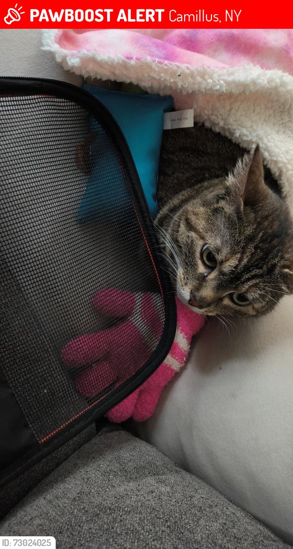 Lost Female Cat last seen Hinsdale, Elm hill way, Camillus, NY 13031