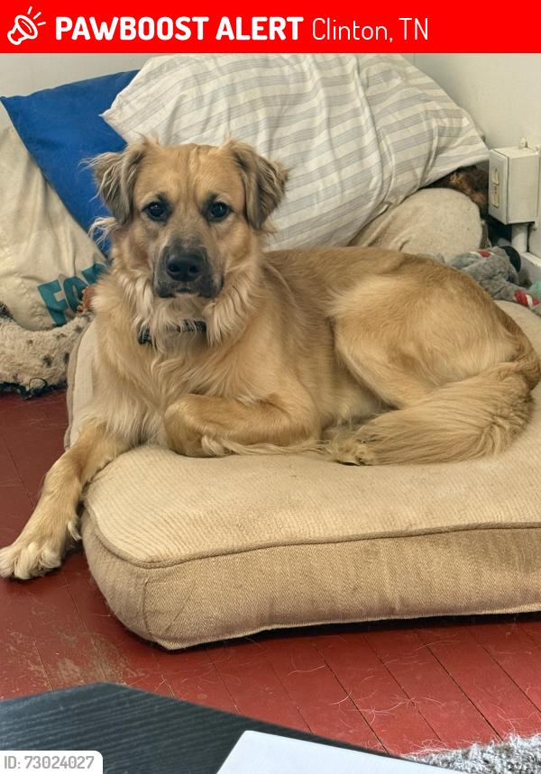 Lost Male Dog last seen Powder mill lane, Clinton, TN 37716