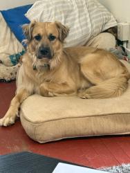 Lost Male Dog last seen Powder mill lane, Clinton, TN 37716